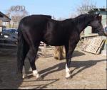 Daz, 15hh Hackney Riding Gelding