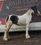 A really smart coloured gelding, 4 years old and standing full up 14.2hh. He has got a nice bit hair and bone. Fully passported. 