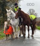 16.2hh Riding Gelding