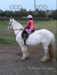 16.2hh Riding Gelding