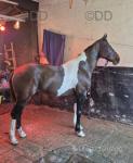15hh Driving Gelding