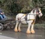 Bella, 13.2hh Ride & Drive Mare