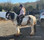 Bella, 13.2hh Ride & Drive Mare