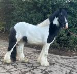 12.3hh Ride and Drive Gelding 