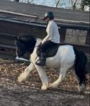 12.3hh Ride and Drive Gelding 