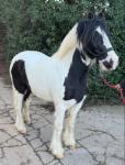14hh WPB Riding Gelding 