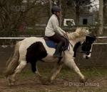 14hh WPB Riding Gelding 