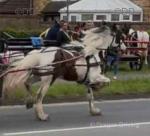 Half bred 14.1hh he's a full horse been there done it, all ride and drive. Done all the drives, got videos of my little boy driving him and my friends little girl riding him. He's 4 years old. 