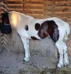 14.1hh Ride and Drive Stallion