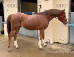 13hh Welsh Section B Gelding