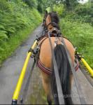 Toby, 11.2hh Ride and Drive Gelding 