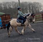 Desach Apollo, 12.2hh Welsh Section C Riding Gelding