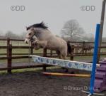 Desach Apollo, 12.2hh Welsh Section C Riding Gelding