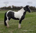 Rosie, 13.3hh, traditional cob mare, ride & drive. Will hack alone & in company. Will school & enjoys popping a jump. Will turn out with mares & geldings. 