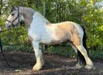 Boy, 13.3hh Stallion