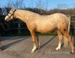 3 year old palomino Welsh section B colt. Broken and driving, lightly driven and then left to grow on. Well handled from a foal and very well behaved, he doesn't know he's a colt and is turned out daily with other geldings. 