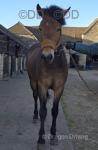 New Forest Gelding 