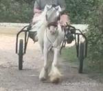 Ride and drive 4 year old gelding. Good as gold for the children. Heavy little cob, be good taxi for Appleby. 