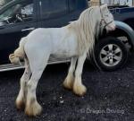 11hh Ride and Drive Gelding