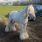11hh Ride and Drive Gelding