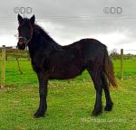 Holling Black Pearl, Yearling Fell Fiily