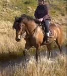 15hh Welsh Section D Riding Mare