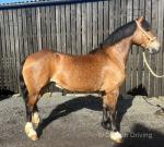 15hh Welsh Section D Riding Mare