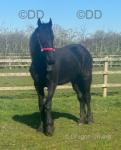 Friesian Gelding
