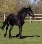 Friesian Gelding