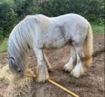 13.2hh Stallion at Stud