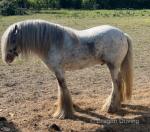 13.2hh Stallion at Stud