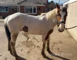Kevin, 14hh Gelding