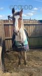 Kevin, 14hh Gelding