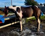 Fonzy go Wild 4 year old horse, quiet to drive, he's papered with Stagbi. By Wild Bill and out of Casey Camden. 