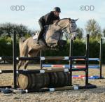 Cassandra, 16.2hh ISH Riding Mare