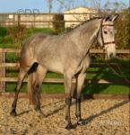 Cassandra, 16.2hh ISH Riding Mare
