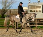Cassandra, 16.2hh ISH Riding Mare