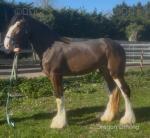 Rose , Clydesdale x Filly 