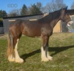 Rose , Clydesdale x Filly 
