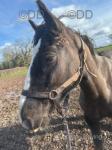 Pepsi, 13.2hh WPB Mare