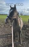 Pepsi, 13.2hh WPB Mare