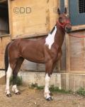 Moose, 15.3hh Driving Gelding 