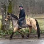 14.1hh Connemara Riding Mare