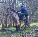 14.1hh Connemara Riding Mare