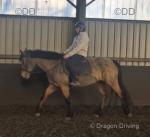 14.1hh Connemara Riding Mare