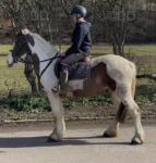 Mick, 15hh Riding Gelding 