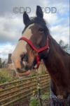 Taran, 18hh Shire Riding Gelding 