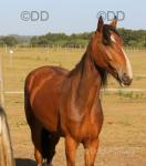 Legion the Legend, 17.2hh Clydesdale x Gelding 