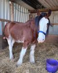 Beautiful 18hh Clydesdale for sale, he will be 5 years old on 6/4/26. We brought him as a driver a year ago and we have been driving him as a pair but it is proving not to be his thing and is not happy driving. 