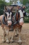 18hh Clydesdale Gelding 